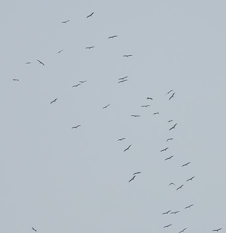 Weissstorch 
