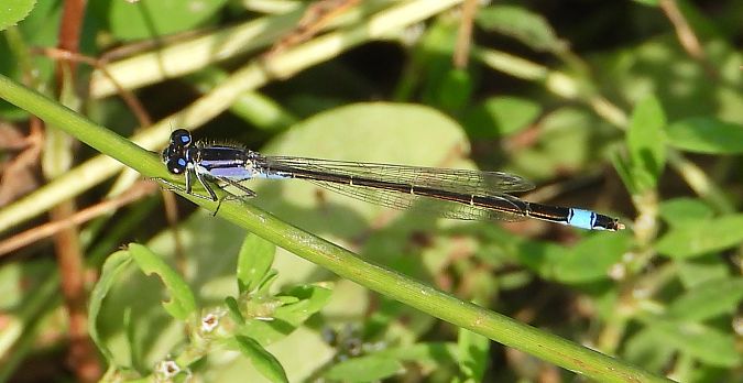 tężnica wytworna  - Jarosław Słowikowski