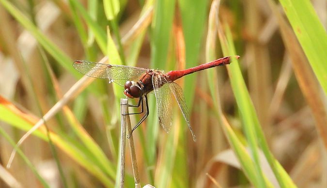 szablak krwisty  - Jarosław Słowikowski