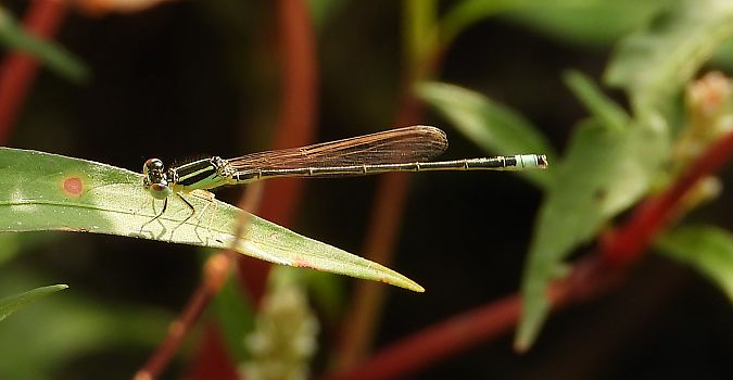 tężnica wytworna  - Jarosław Słowikowski