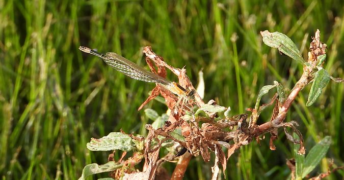 tężnica wytworna  - Jarosław Słowikowski