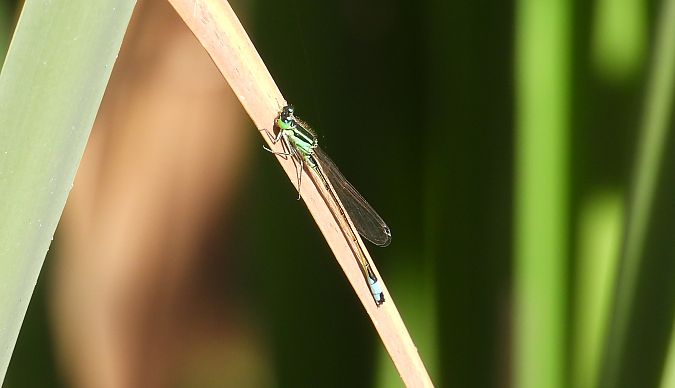 Ischnure élégante  - Jarosław Słowikowski