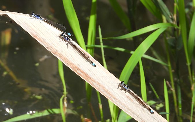 Ischnure élégante  - Jarosław Słowikowski