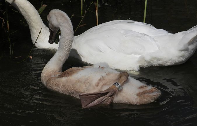 Cygne tuberculé 