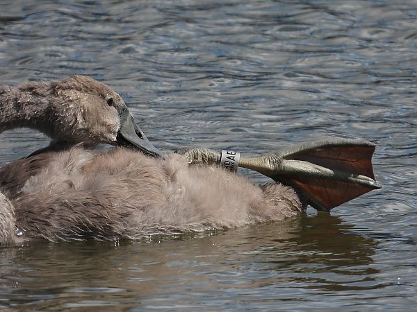 Cygne tuberculé 