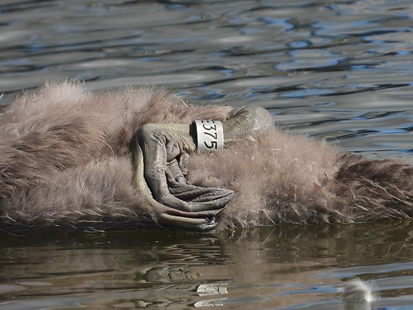 Cygne tuberculé 