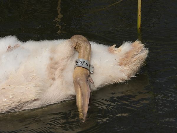 Höckerschwan 