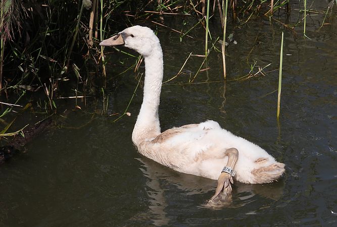 Cygne tuberculé 