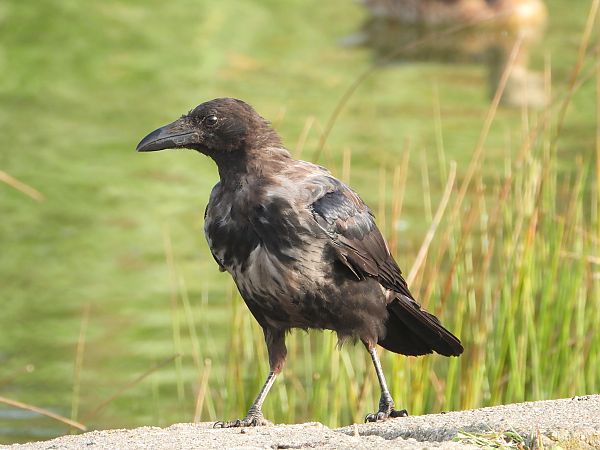 Hybrid Raben- x Nebelkrähe 