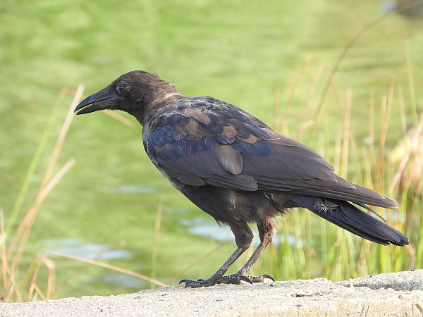 Hybrid Raben- x Nebelkrähe 