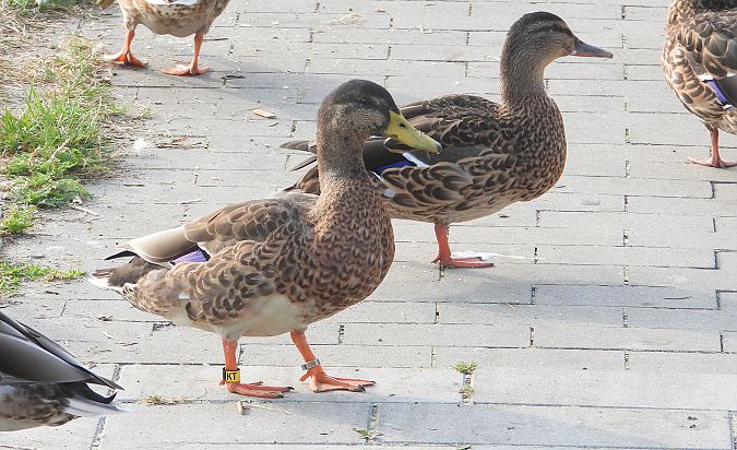 Mallard 
