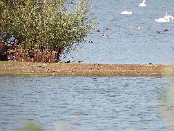 Sichelstrandläufer 
