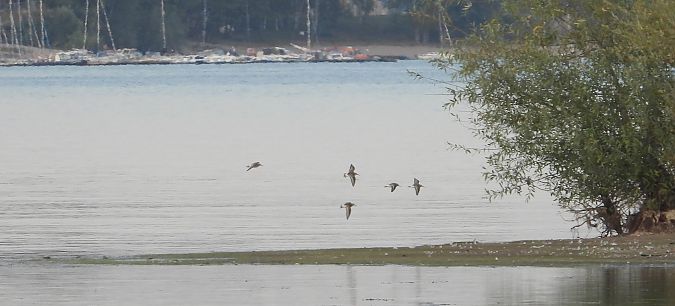 Sichelstrandläufer 