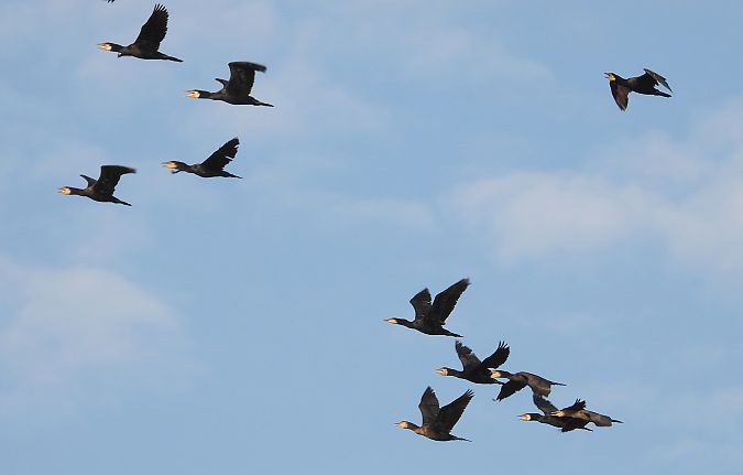 Kormoran 
