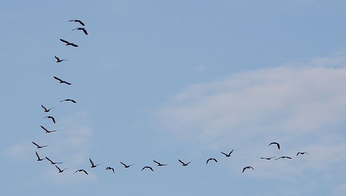 Kormoran 