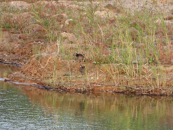 Common Moorhen 