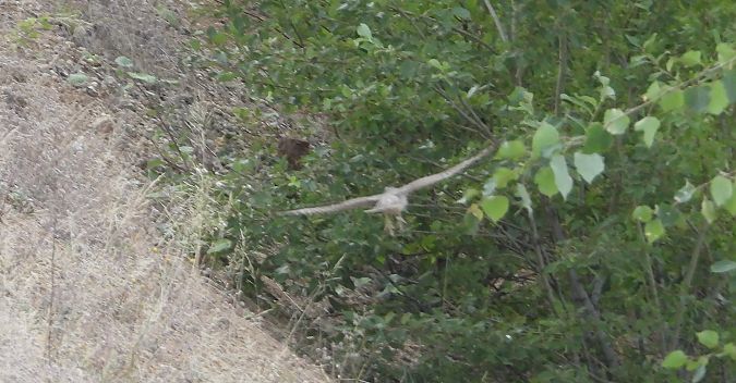 Eurasian Sparrowhawk 