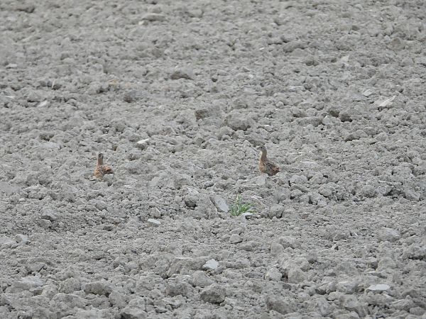 Grey Partridge 