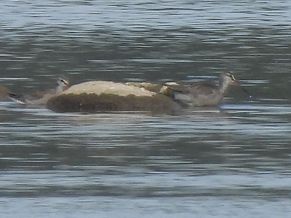 Dunkler Wasserläufer 
