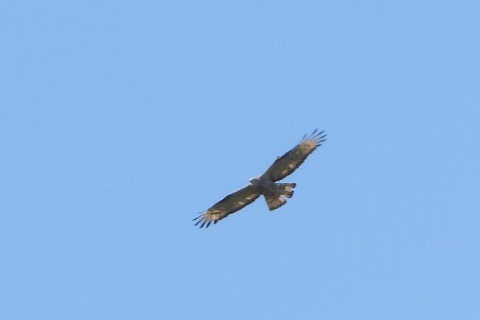 European Honey Buzzard  - Łukasz Krawczyk