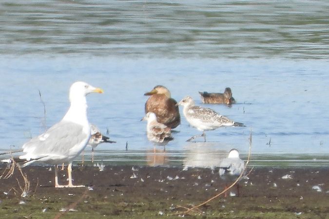 Mouette mélanocéphale  - Łukasz Krawczyk