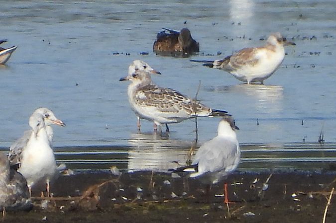 Mouette mélanocéphale  - Łukasz Krawczyk