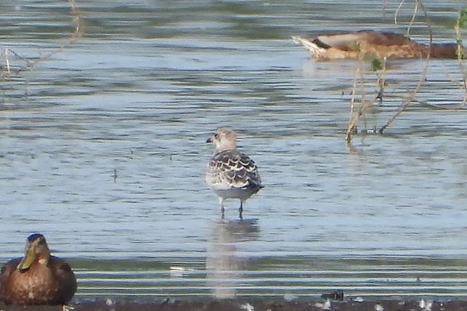 Mouette mélanocéphale  - Łukasz Krawczyk