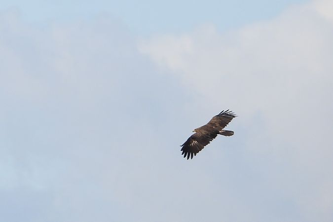 Aigle pomarin  - Łukasz Krawczyk