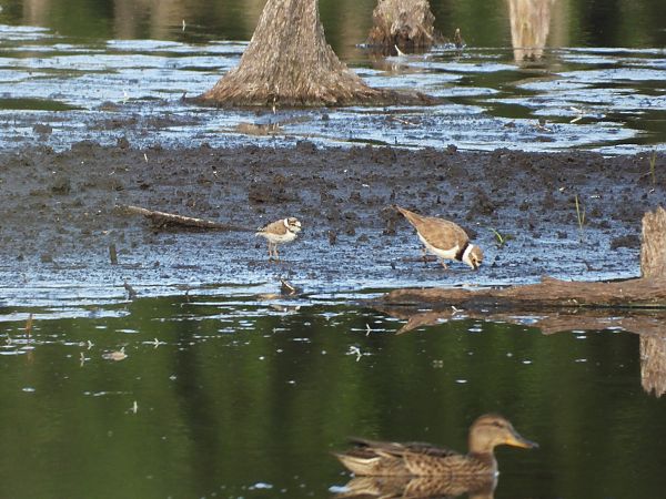 Little Ringed Plover  - Paweł Ratajczak