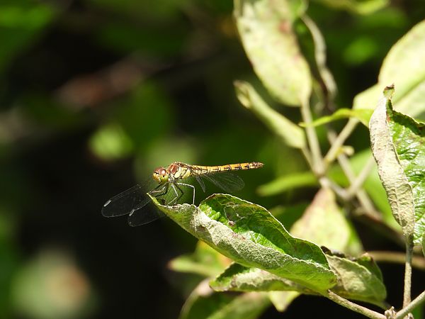 szablak późny  - Paweł Ratajczak