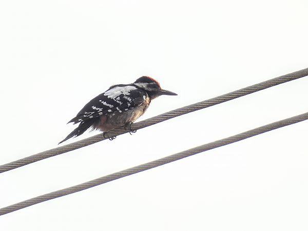 Blutspecht  - Kacper Mikulski