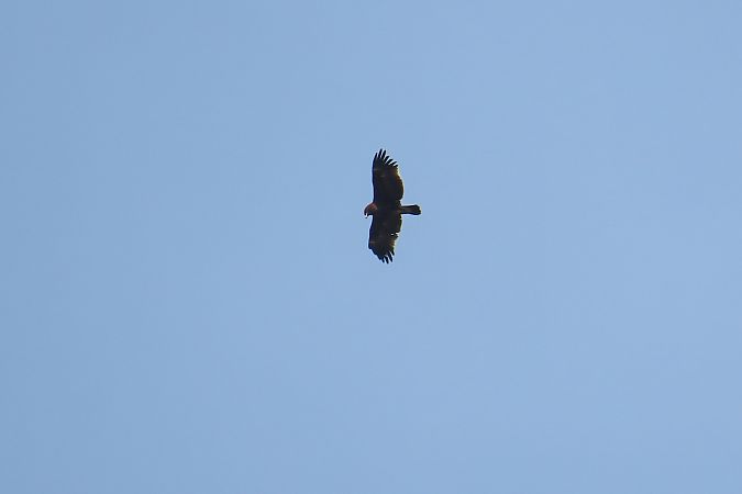 Greater Spotted Eagle  - Zenon Niziołek