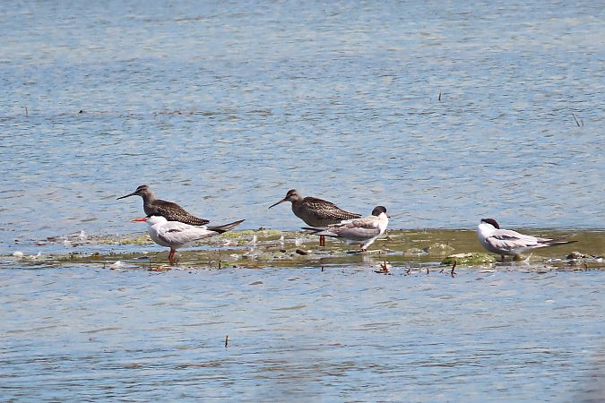 brodziec śniady  - Zenon Niziołek