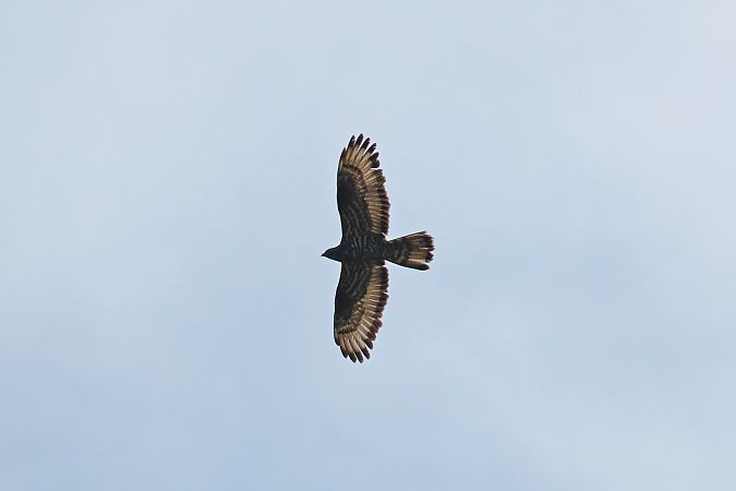 Wespenbussard  - Zenon Niziołek