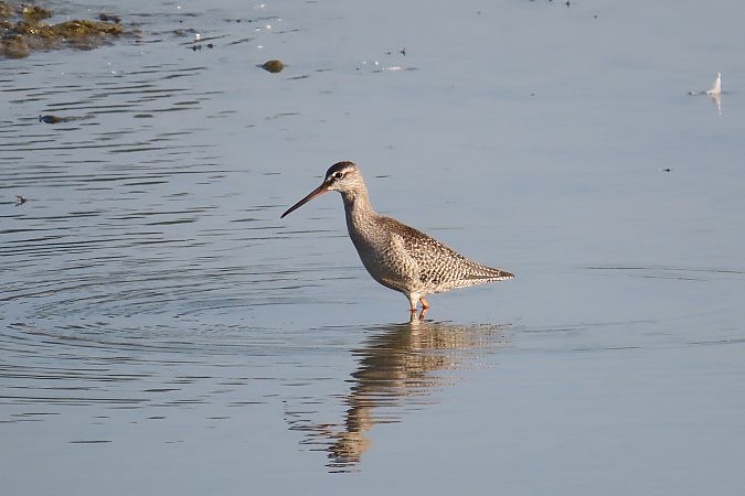 Dunkler Wasserläufer  - Zenon Niziołek