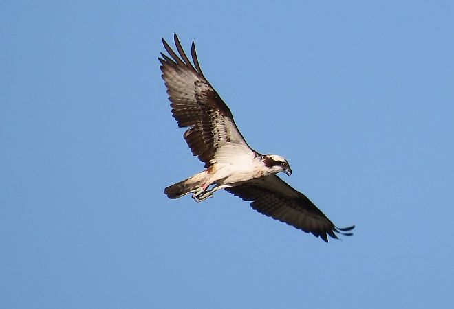 Fischadler  - Zenon Niziołek