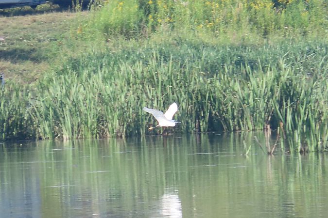 Seidenreiher  - Zenon Niziołek