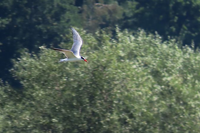 rybitwa wielkodzioba  - Zenon Niziołek