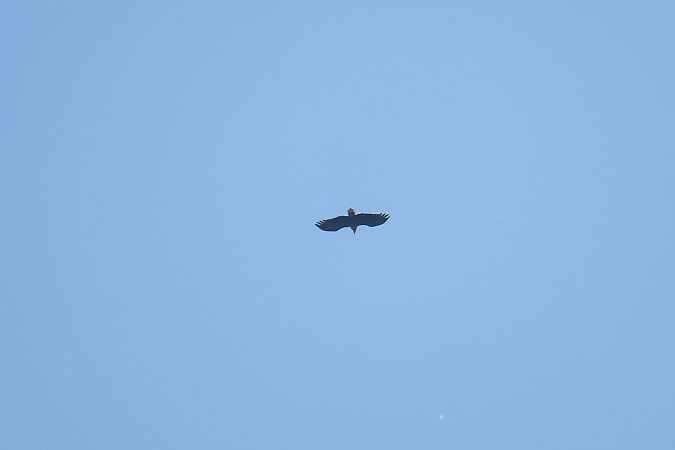 bielik  - Zenon Niziołek