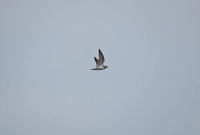 Sandregenpfeifer  - Zenon Niziołek