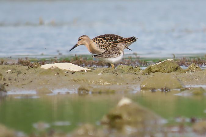 Temminck's Stint  - Zenon Niziołek
