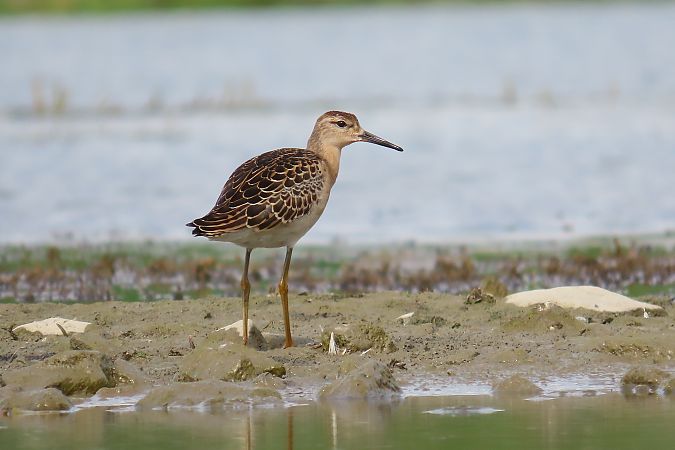 Ruff  - Zenon Niziołek