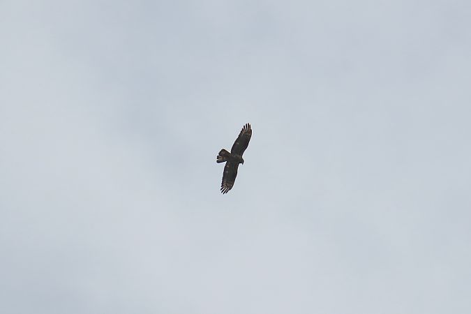 Wespenbussard  - Zenon Niziołek