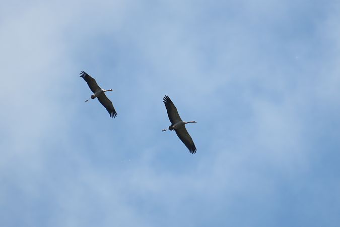 Kranich  - Zenon Niziołek