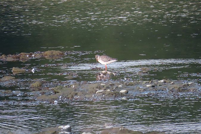 brodziec śniady  - Zenon Niziołek