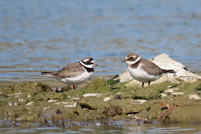 sieweczka obrożna  - Zenon Niziołek