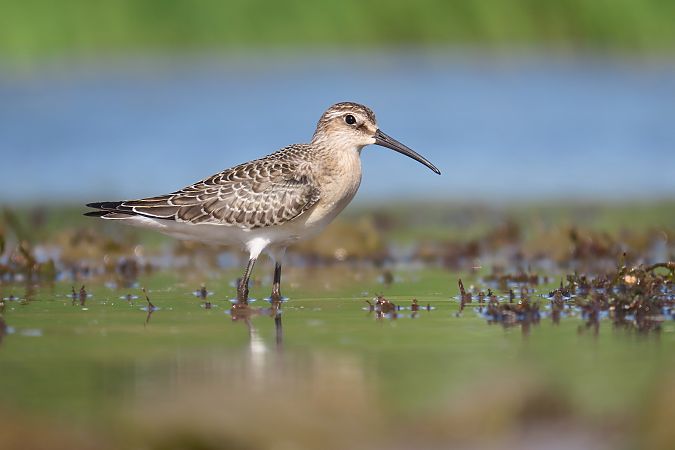 Sichelstrandläufer  - Zenon Niziołek