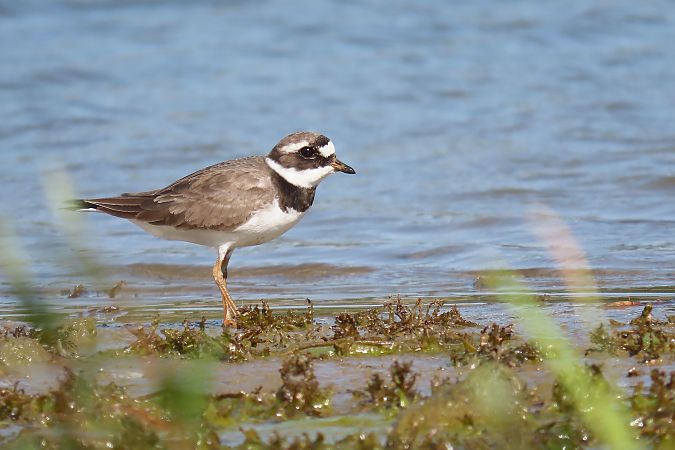 Sandregenpfeifer  - Zenon Niziołek