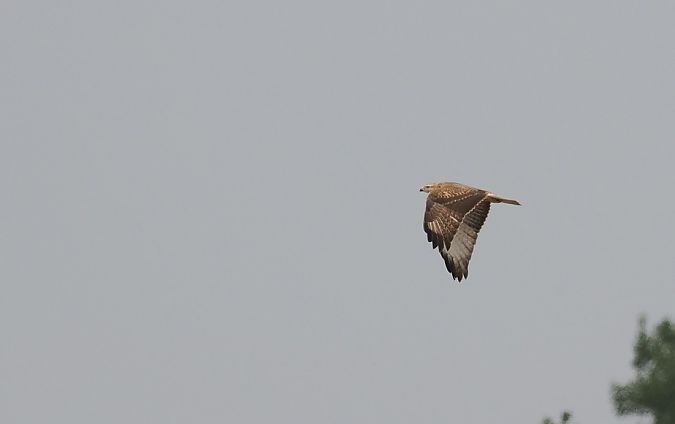 Long-legged Buzzard  - Jarosław Mydlak