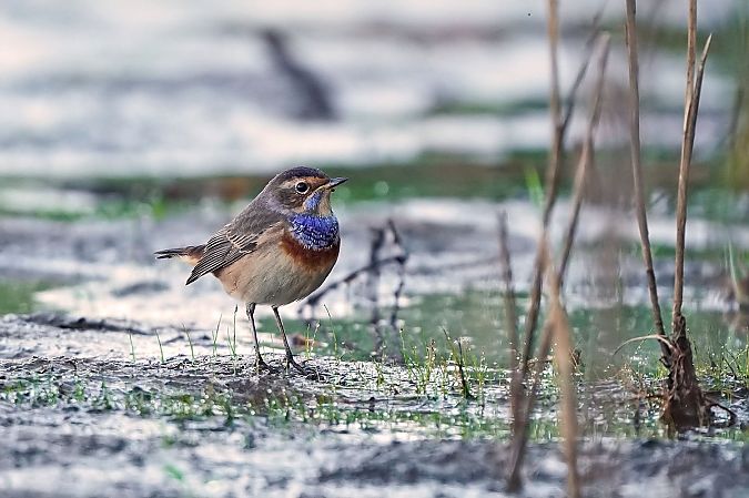 Bluethroat (ssp. cyanecula), White-spotted 
